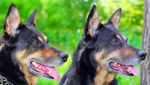 Két kiképzett kutya összehangoltan védelmezi otthonodat