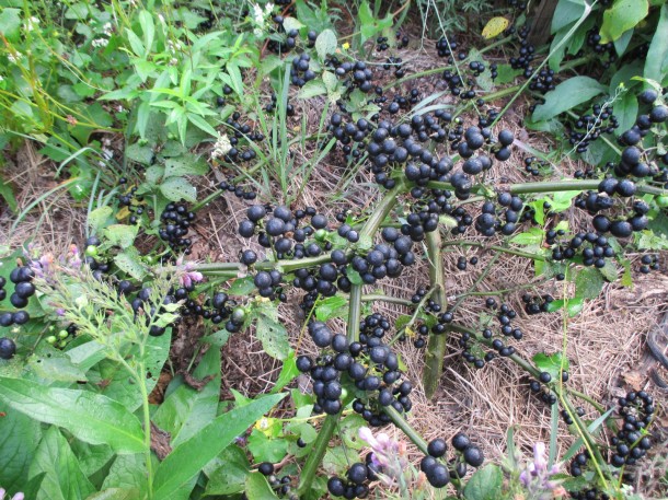 Wonderberry – ha ilyet veszel, ezt a gyümölcsöt már idén szüretelheted