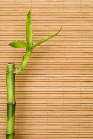 Az elmaradhatatlan bambusz