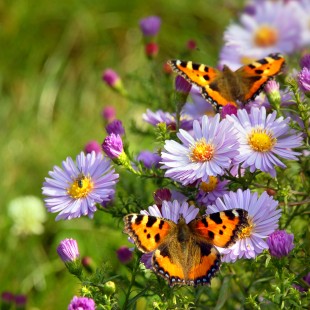 A pillangók imádják a színes kertet