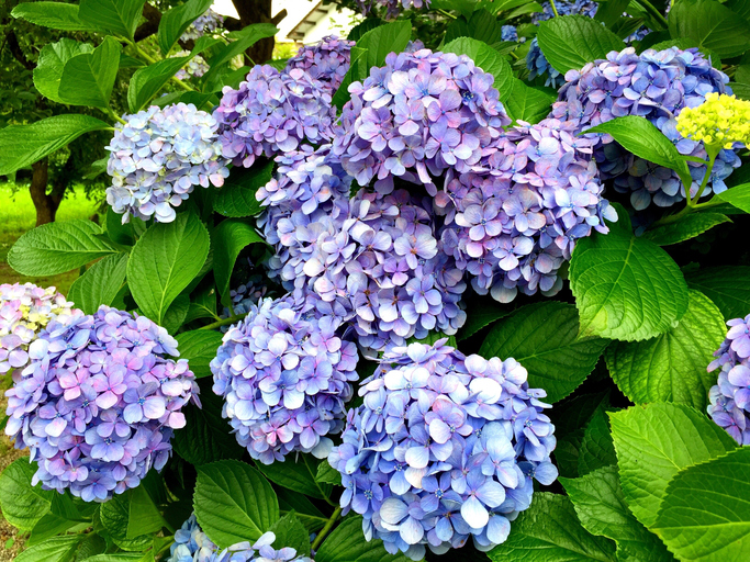 Az 5 legszebb allergiamentes virág bármilyen kertbe