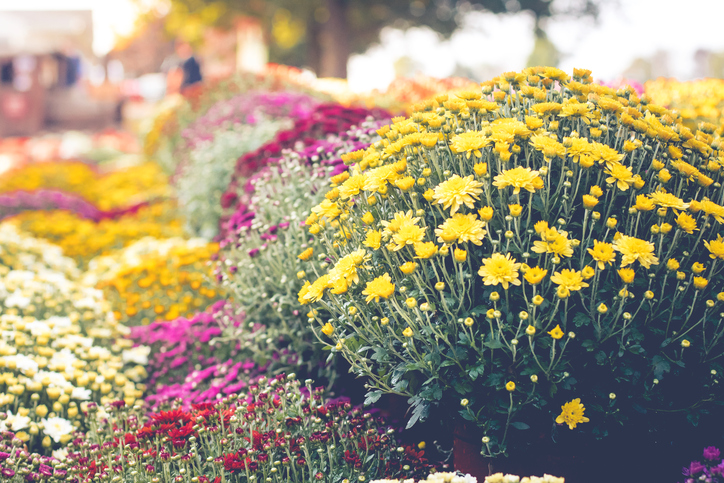 Őszi virágok erkélyre – Legyen színes és illatos balkonod a nyár után is!