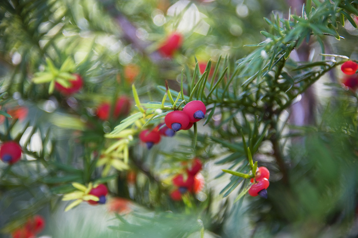 9 hagyományos karácsonyi növény, ami nélkül nem ünnep az ünnep