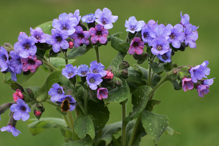 Ültetésre fel! – 7 gyönyörű évelő virág kora tavaszra