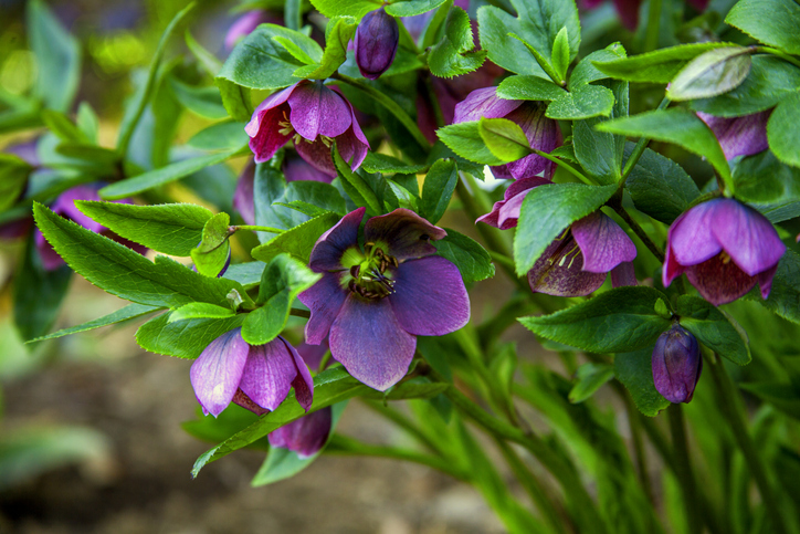 Ültetésre fel! – 7 gyönyörű évelő virág kora tavaszra