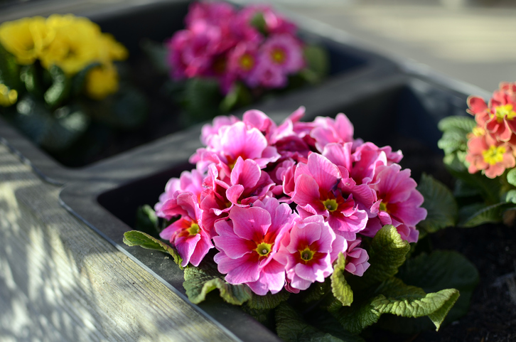 Tavaszi ültetési kisokos – Ezzel a 7 növénnyel díszítsd a kerted vagy az erkélyed