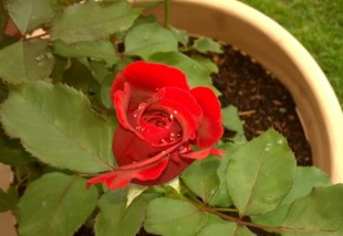 Ültess rózsát a kertbe vagy balkonra!