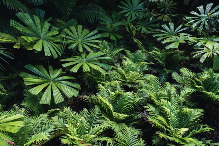 Hogyan változtasd az udvart álmaid trópusi kertjévé?
