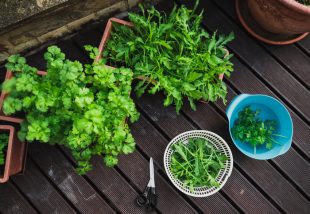 Salátának valók, melyeket balkonodon is könnyen termeszthetsz