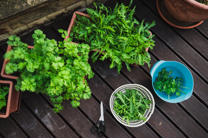 Salátának valók, melyeket balkonodon is könnyen termeszthetsz