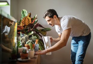 hogyan tartsd életben növényeidet