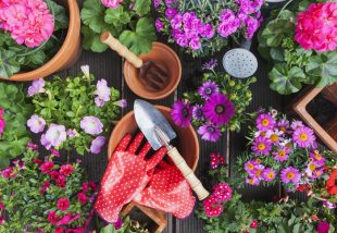 Tavaszi ültetési kisokos – Ezzel a 7 növénnyel díszítsd a kerted vagy az erkélyed