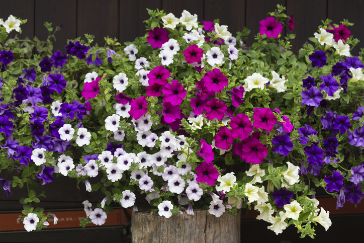 Varázsolj virágos oázist az erkélyedre – Ez a 7 növény gyönyörűen fog mutatni