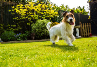 5 tipp, hogy megőrizd a kerted szépségét kutya mellett