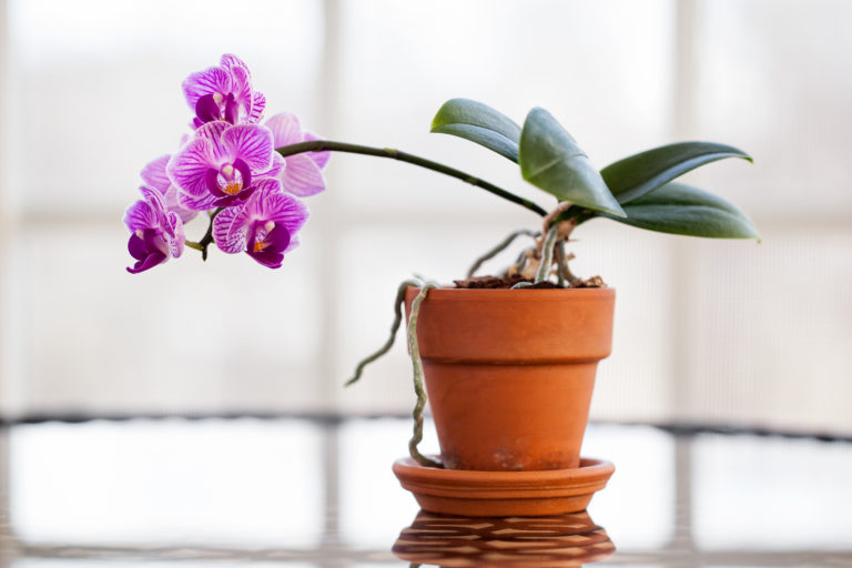 Így gondozd az orchideát, hogy mindig kivirágozzon