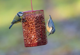 3 könnyen elkészíthető DIY madáretető, mely kedves kis vendégeket csalogat majd a kertedbe