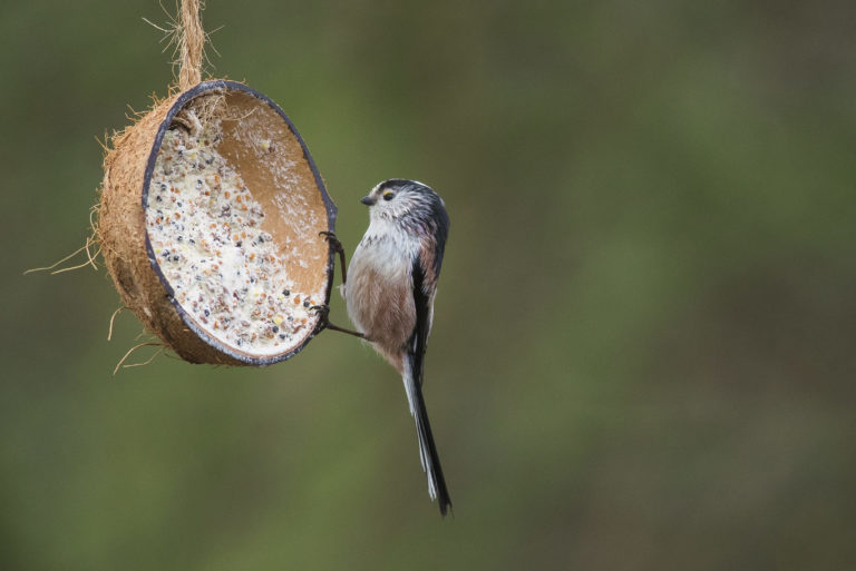 3 könnyen elkészíthető DIY madáretető, mely kedves kis vendégeket csalogat majd a kertedbe