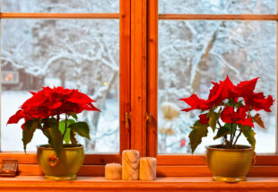 A legszebb téli virágok – Ne maradjon virág nélkül otthonod karácsonykor sem