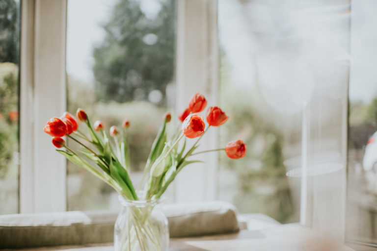 Tulipán gondozása, ültetése, locsolása – Így ápold ezt a gyönyörű virágot