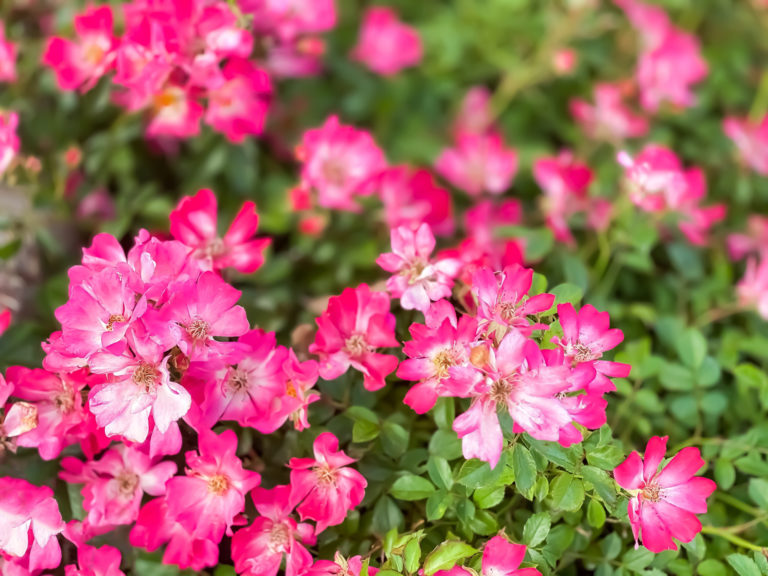 A legszebb évelő kerti virágok, melyek kezdő és profi kertészek udvarából sem hiányozhatnak
