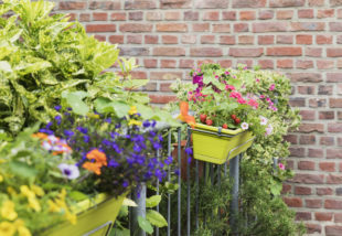 Balkonnövények gondozása télen – A legfontosabb teendők, hogy tavasszal virágba boruljon az erkély