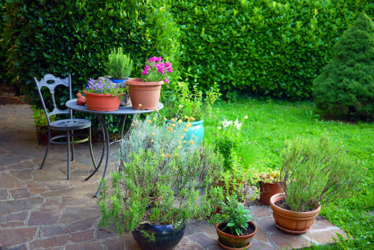 A 4 legjobb növény a teraszra – Ezek közül válassz!