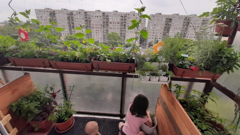 Ahol 10 kg uborka terem a balkonon – Egy káprázatos panelkertre bukkantunk!