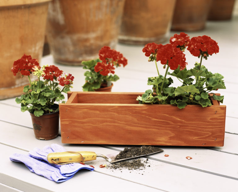 5 tipp, hogy jól érezzék magukat a növényeid cserépben vagy virágládában