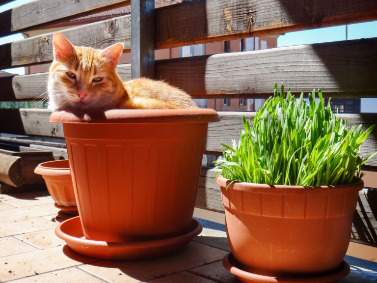 Macskamentát a kertbe! Nem csak a cicának jó, de még a szúnyogokat is távolt tartja