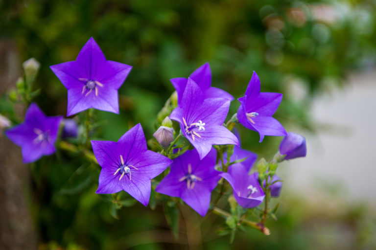 Ez az 5 virág az őszi hónapokban is színpompában tartja a kerted