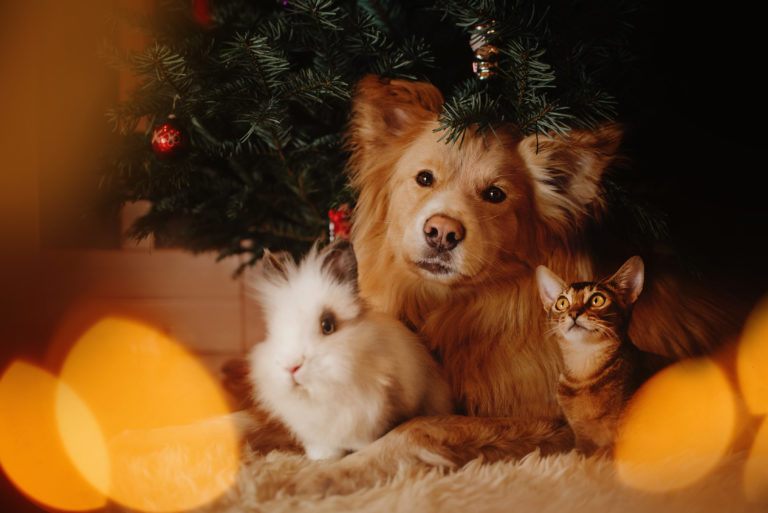 Így tedd „háziállatbiztossá” a karácsonyfát