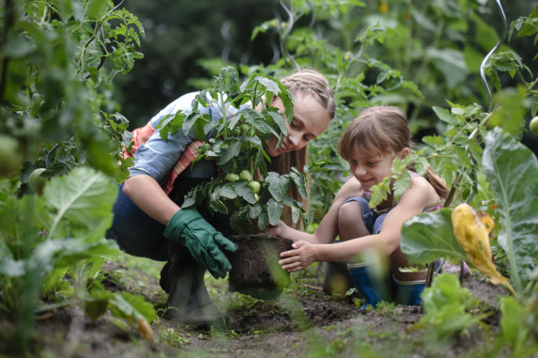 Organikus kertészkedés – Mi is ez, és hogyan lehet megvalósítani?