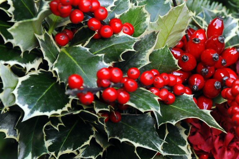 Ismerd meg a legszebb karácsonyi növények jelentését!