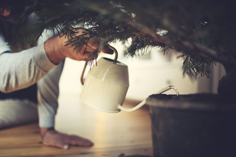 Földlabdás fenyőfa gondozása – Így vigyázhatsz cserepes karácsonyfádra