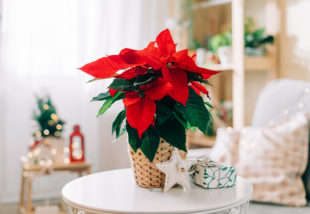 Ismerd meg a legszebb karácsonyi növények jelentését!
