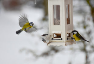 Így segíts a kertedbe költözött madarakon a hidegebb hónapokban