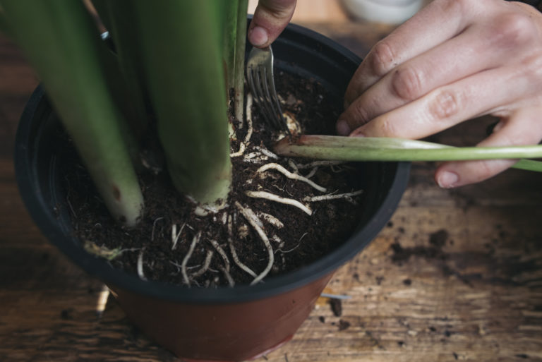6 hasznos tavaszi tipp a szobanövények gondozásához