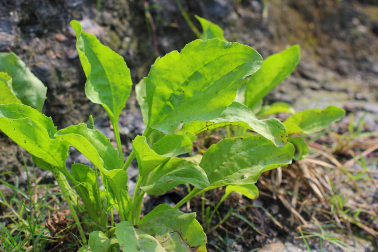 A gyomnövények hasznos oldala – Így hasznosíthatod a csalánt, a pitypangot és társaikat