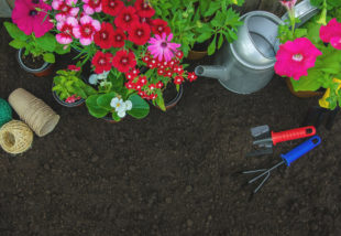 Agyagos a talaj a kertedben? Íme 5 virág, ami ilyen földben is jól érzi magát