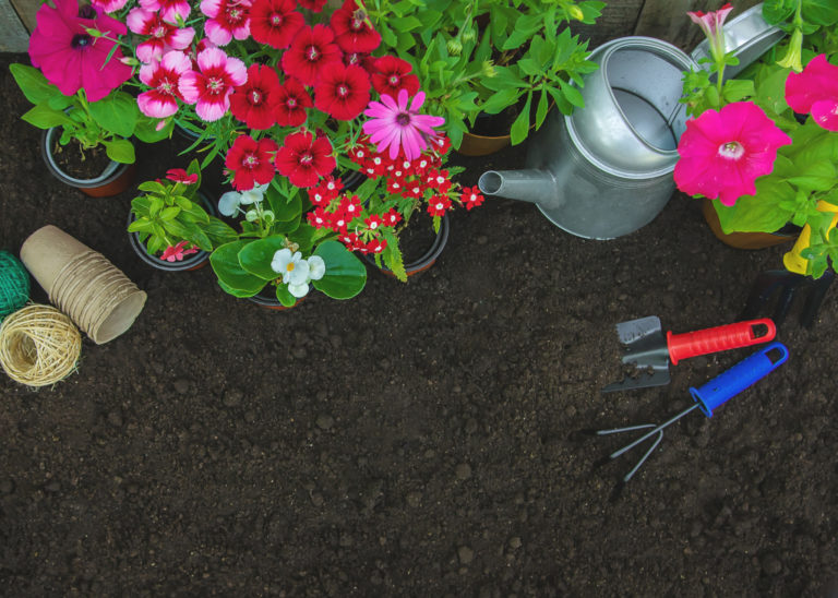 Agyagos a talaj a kertedben? Íme 5 virág, ami ilyen földben is jól érzi magát