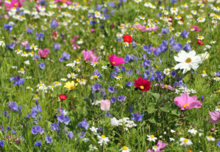 Vadvirágok a kertbe vagy az erkélyre? Ezektől a növényektől eláll a lélegzeted