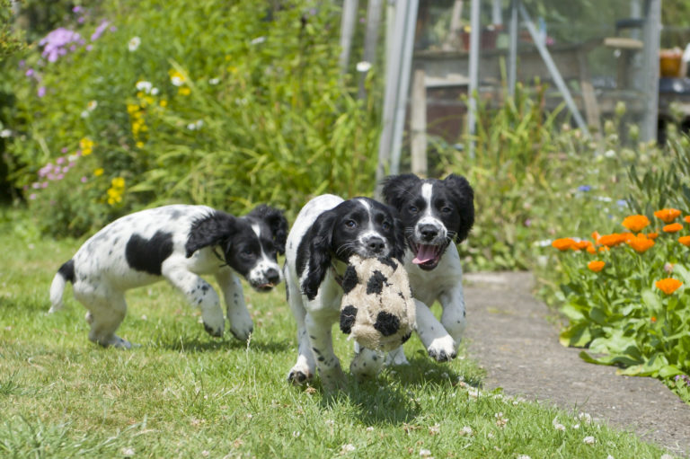 Kutyabarát udvar: 6 mutatós kerti növény, ami biztonságos a kisállatodra nézve