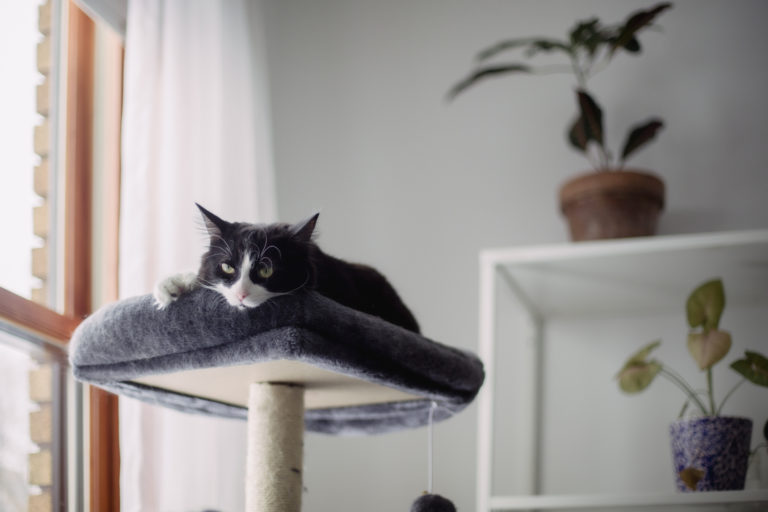 Cicabútor házilag – Ezeket a DIY megoldásokat imádni fogja a macskád