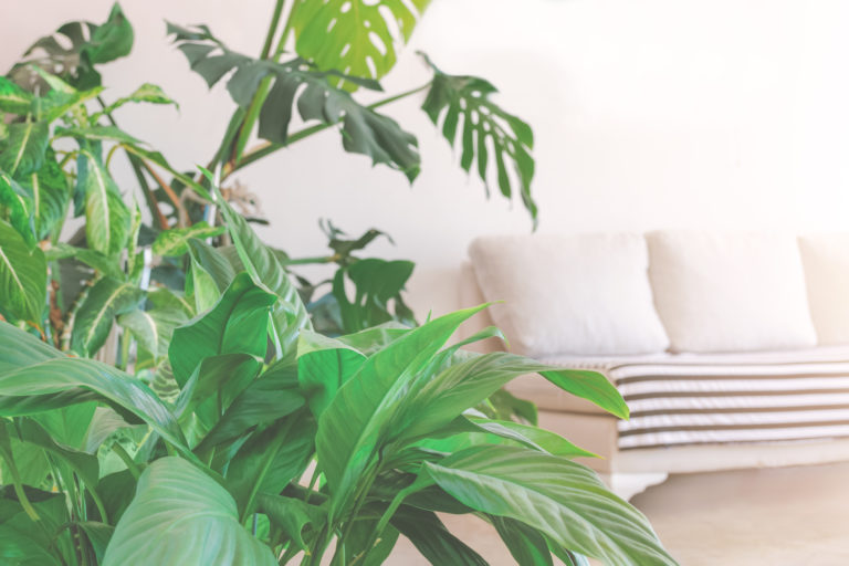 Titokzatos módon sárgulnak a szobanövényeid? Ez lehet az oka