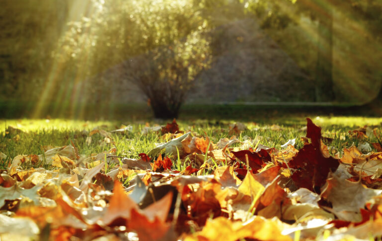 Így ápold ősszel a gyepet – A legfontosabb tippek egy helyen