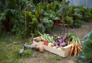 Spórolj a zöldségeken! Gyűjtsd be a konyhai hozzávalókat a saját veteményesedben