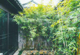 Hogyan lesz csodaszép a bambusz a kertben? Mutatjuk