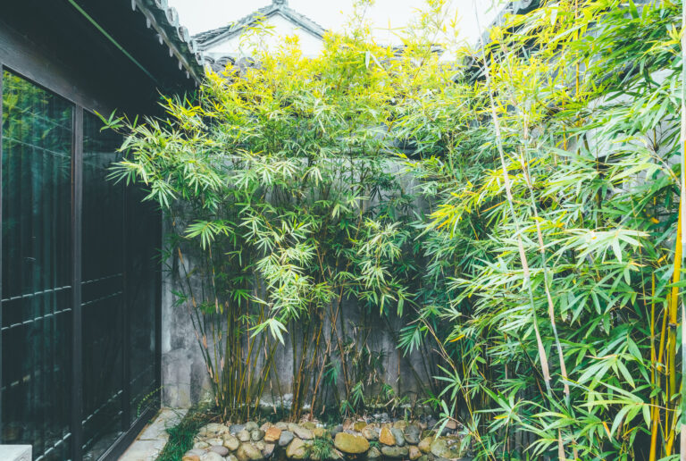Hogyan lesz csodaszép a bambusz a kertben? Mutatjuk