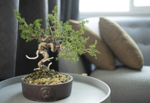 Ennek az 5 tippnek hála gyerekjáték lesz a bonsai fa gondozása