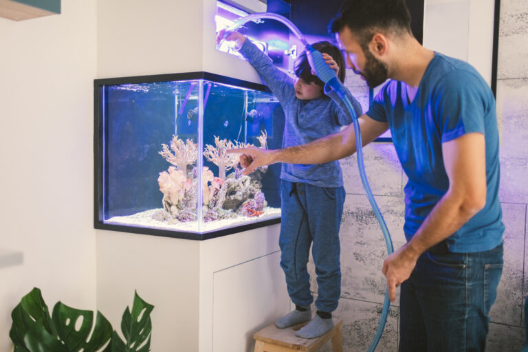 Akvárium berendezési ötletek – 5 tipp a szép és élhető akvárium érdekében